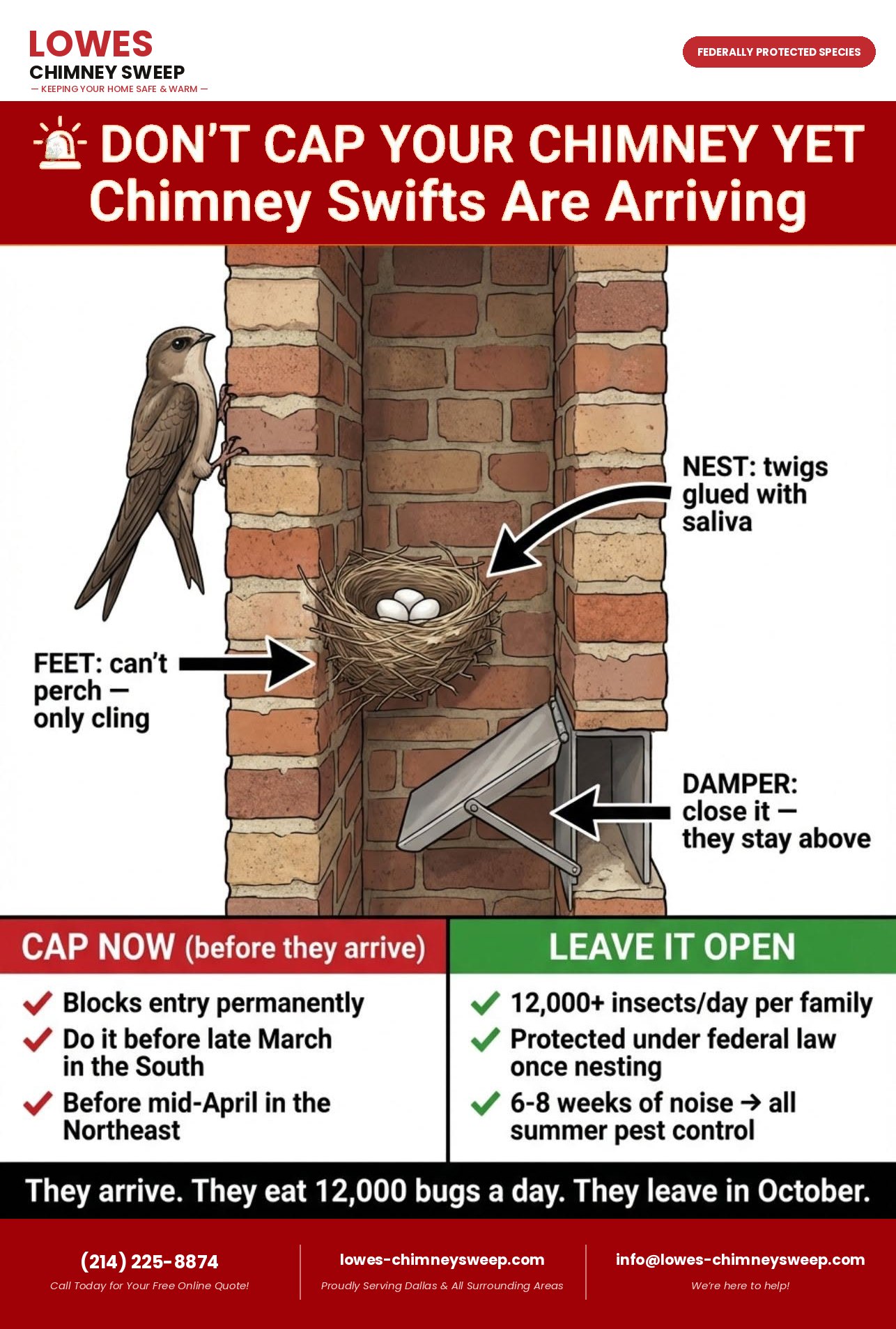 Chimney swift infographic showing nest of twigs glued with saliva, why swifts cling instead of perch, keeping the damper closed, and when to cap the chimney versus leave it open
