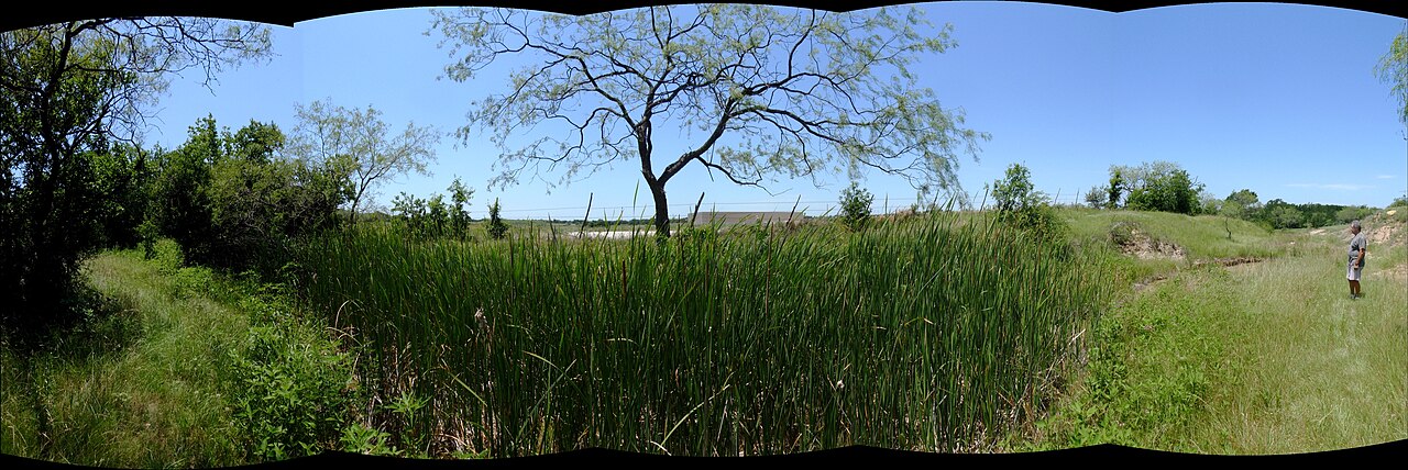Cattails growing in Crowley, Texas